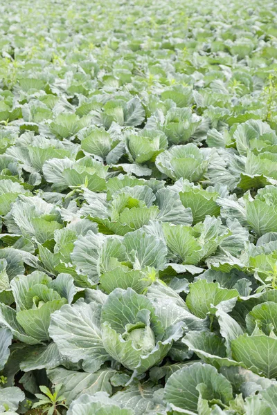 Repolho agrícola — Fotografia de Stock