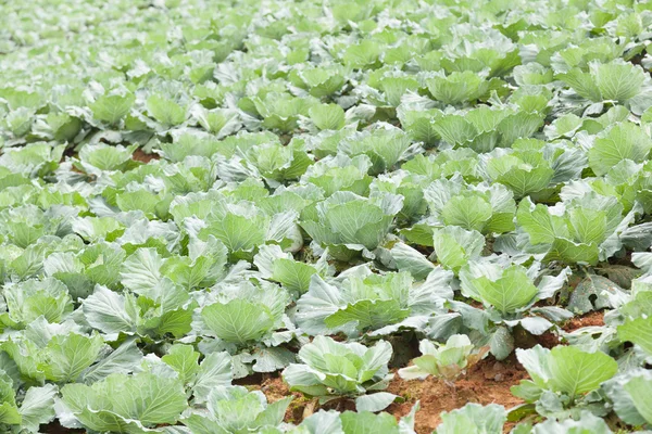 Repolho agrícola — Fotografia de Stock