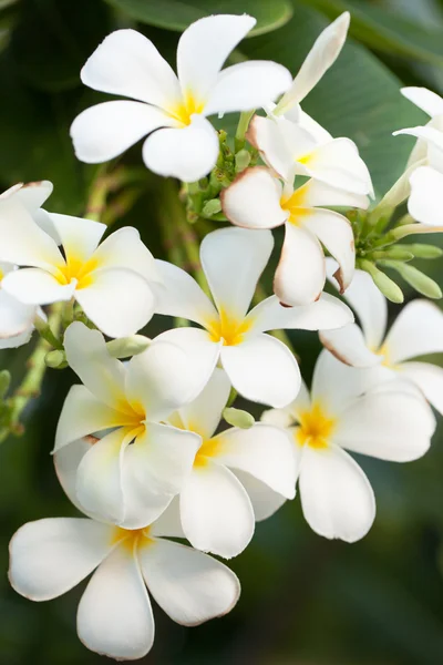 Vita blommor på träd — Stockfoto