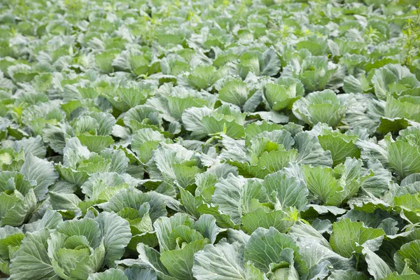 农业白菜 — 图库照片