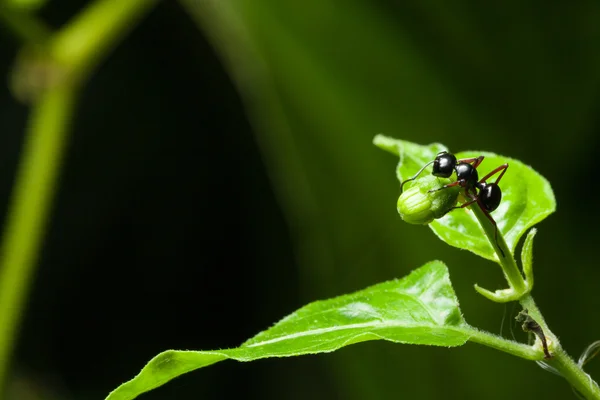 Makro mravenec — Stock fotografie