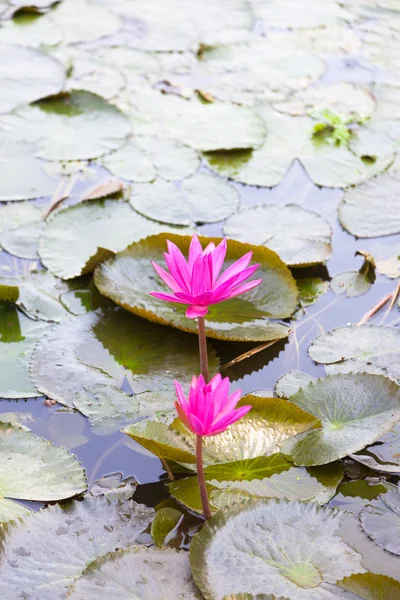 Lotus em uma lagoa — Fotografia de Stock