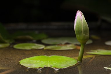 Lotus