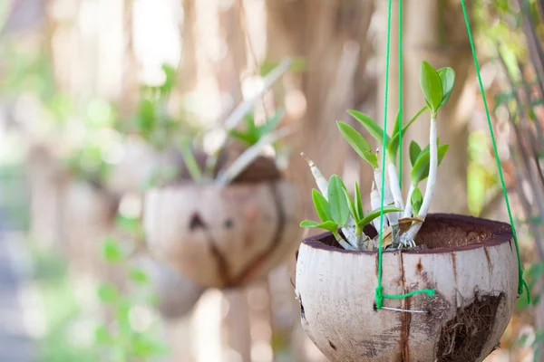 Orchidee in vaso — Foto Stock