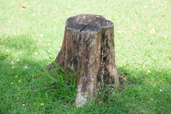 Stump ! — Photo