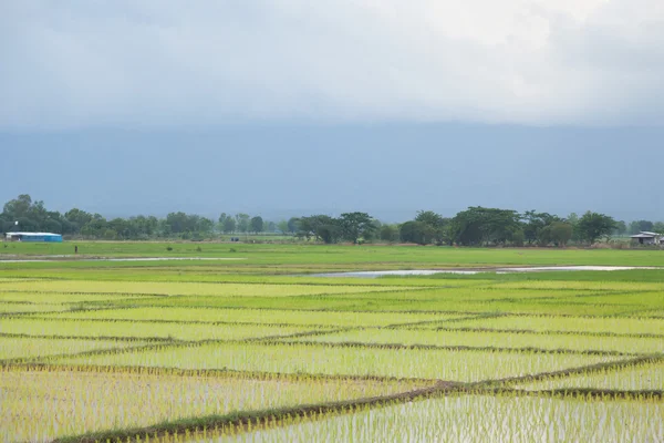 Roślina sadzenia ryżu niełuskanego. — Zdjęcie stockowe