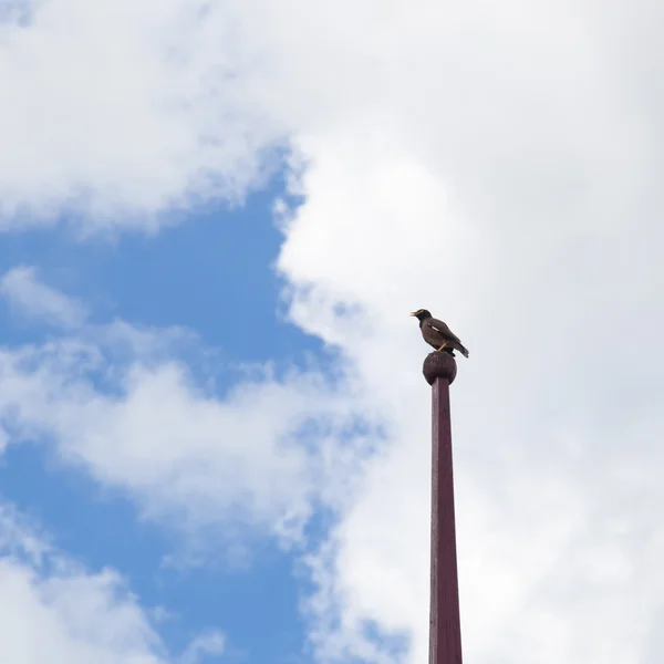 Permanent vogel neergestreken op een lichte paal — Stockfoto