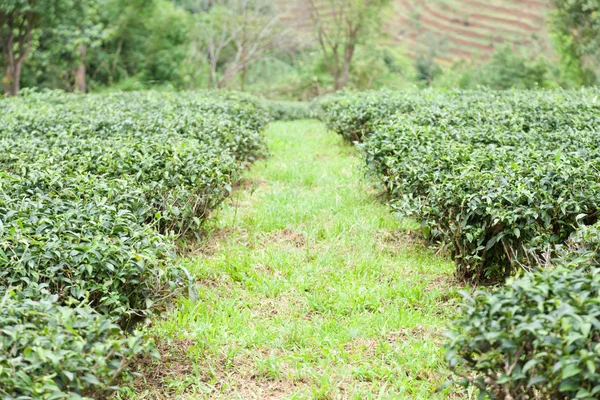 Tea tree farm — Stockfoto