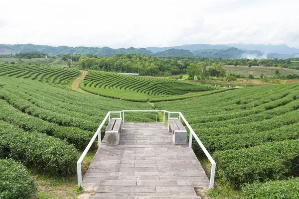 Hlediska čajové plantáže — Stock fotografie