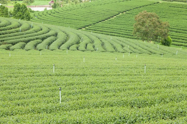 Fazenda de árvore de chá — Fotografia de Stock