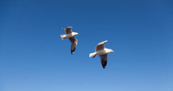 Meeuwen die in de lucht vliegen — Stockfoto