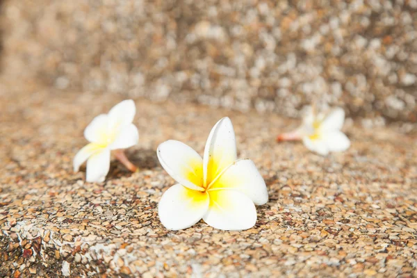 Vita blommor som föll på golvet — Stockfoto