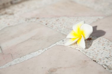 Yere düştü beyaz çiçekler