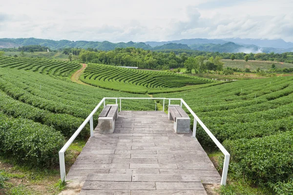 Aussichtspunkt Teeplantagen — Stockfoto