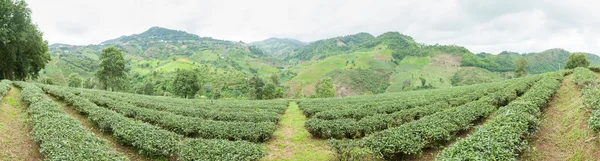 Panoráma tea tree farm — Stock Fotó