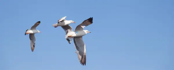 Meeuwen die in de lucht vliegen — Stockfoto