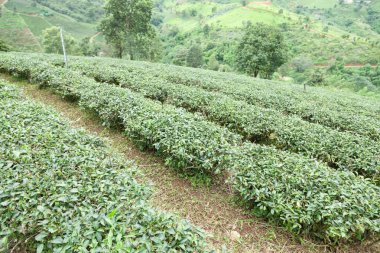çay ağacı çiftliği