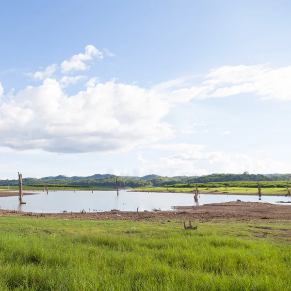 Überreste toter Bäume — Stockfoto