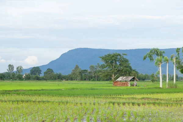Hütte in den Reisfeldern — Stockfoto