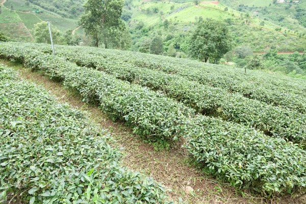 Чай дерево ферми — стокове фото
