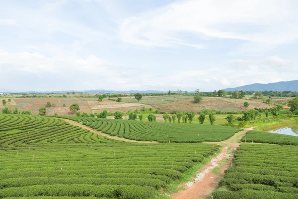 Tea tree farm — Stockfoto