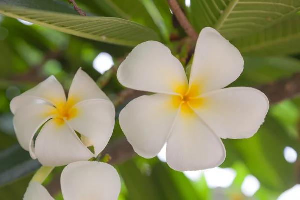 Vit blomma i full blom — Stockfoto