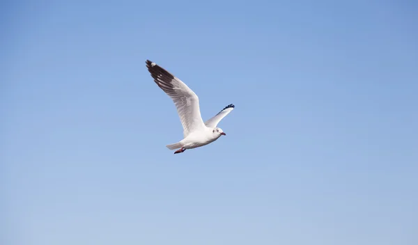 空を飛ぶカモメ — ストック写真