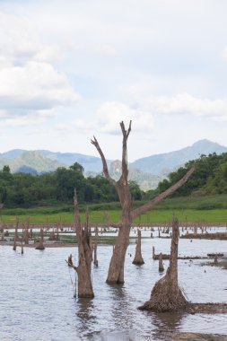 ölü ağaç kalıntıları