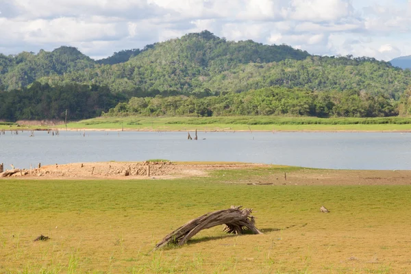 Überreste toter Bäume — Stockfoto