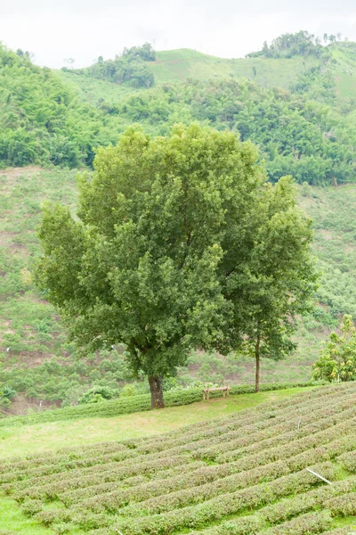 Velký strom v čajové plantáže — Stock fotografie