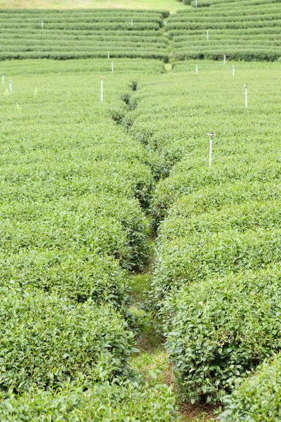 Fazenda de árvore de chá — Fotografia de Stock