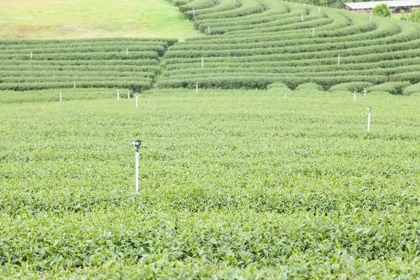 Fazenda de árvore de chá — Fotografia de Stock