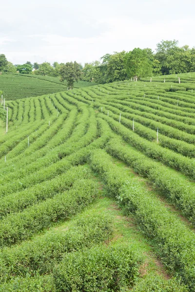 Fazenda de árvore de chá — Fotografia de Stock