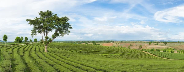 Panorama granja árbol de té —  Fotos de Stock