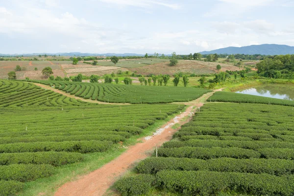 Tea tree farm — Stock Fotó