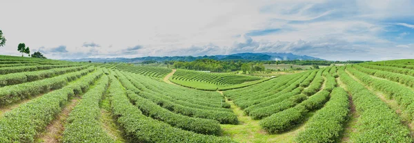 Panorama fazenda árvore de chá — Fotografia de Stock