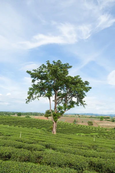Árbol grande en plantación de té —  Fotos de Stock