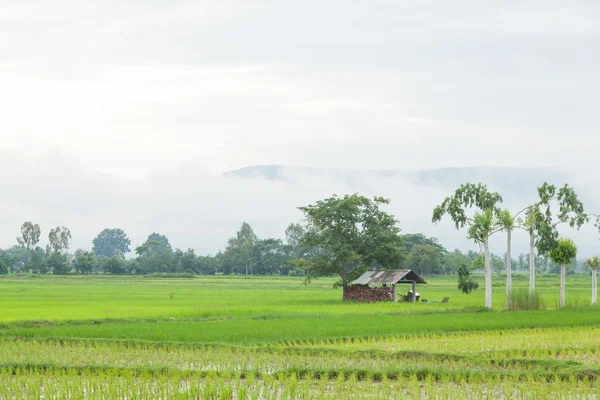 Hütte in den Reisfeldern — Stockfoto