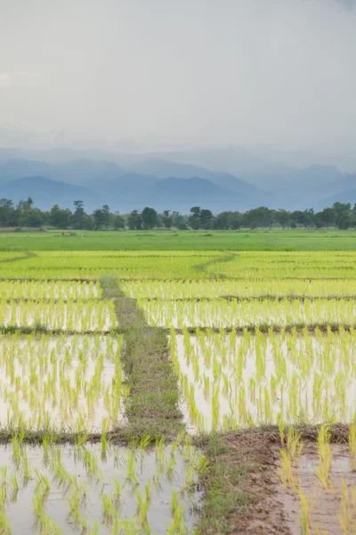 Planteurs de riz plantation de riz . — Photo