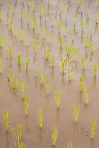 Rijst plant boeren aanplant van rijst. — Stockfoto