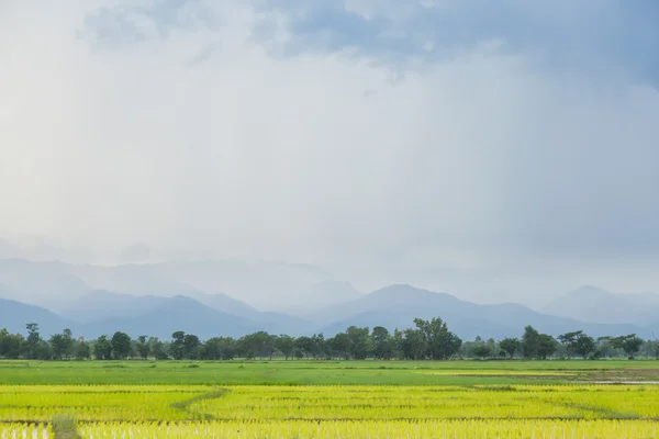 Planteurs de riz plantation de riz . — Photo