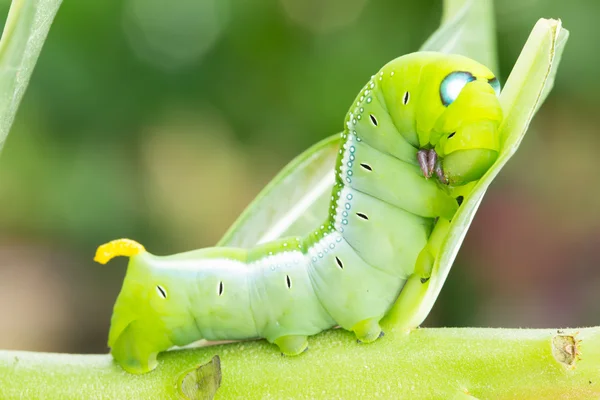 De rupsen worm — Stockfoto