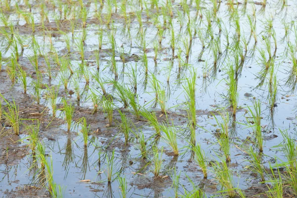 Rice plant farmers — Stock Photo, Image