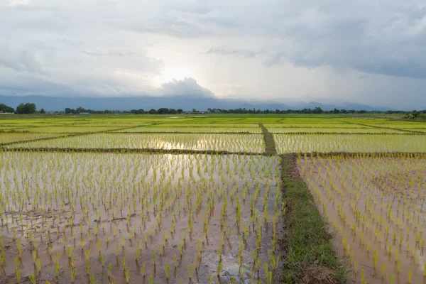 Ris växten jordbrukare plantera ris. — Stockfoto