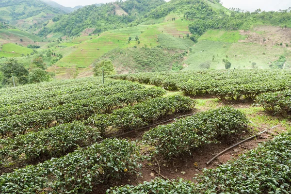 Fazenda de árvore de chá — Fotografia de Stock