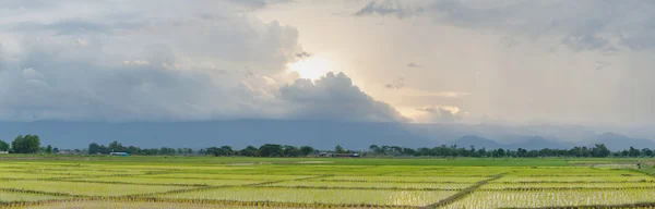 Panorama riziculteurs plantant du riz . — Photo