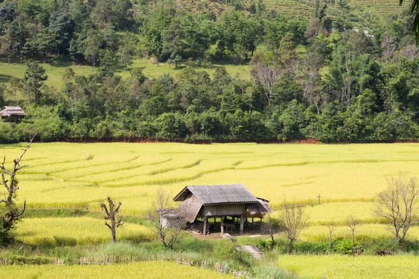 Dom zbudowany w środku pola ryżowe. — Zdjęcie stockowe