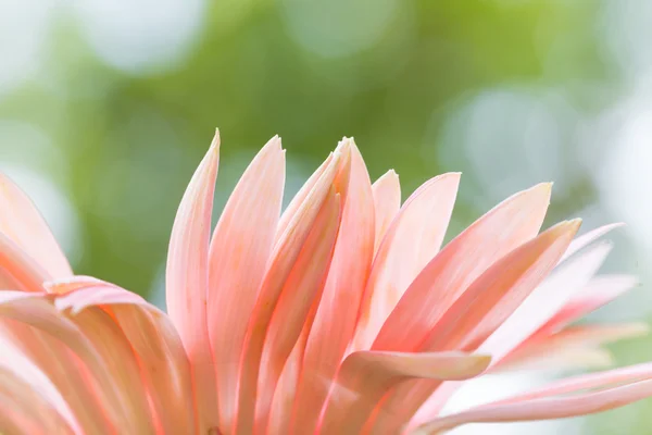 Petals of pink flower — Stock Photo, Image