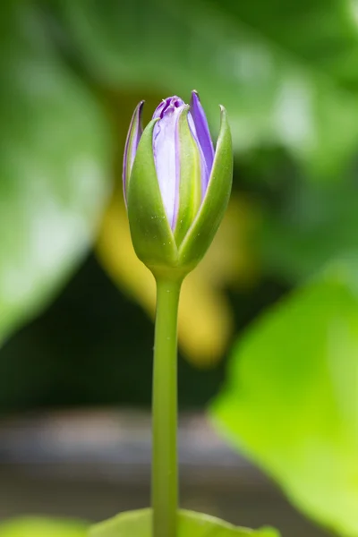 Lotus bleu fleurissant — Photo