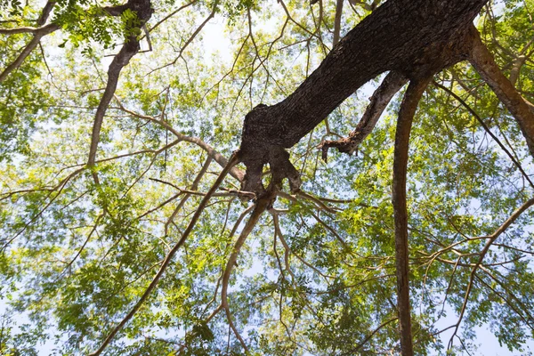 Bajo un árbol con ramas — Foto de Stock